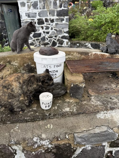 Stray cats eating from labeled food bowls at Golden Mermaid Villa in Ribeirinha, Portugal