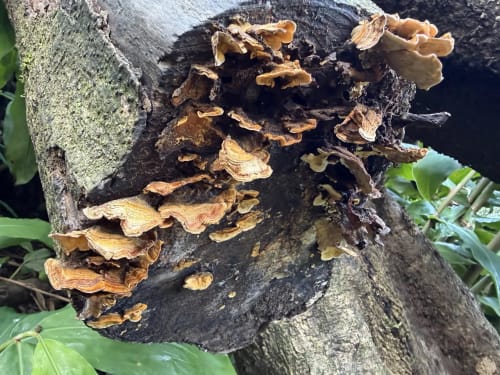 Shelf fungi growing on tree branch at Golden Mermaid Villa in Ribeirinha, Portugal