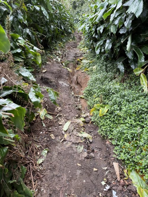 Caminho exuberante no jardim da Villa Golden Mermaid, Ribeirinha Portugal, com plantas tropicais alinhadas na trilha