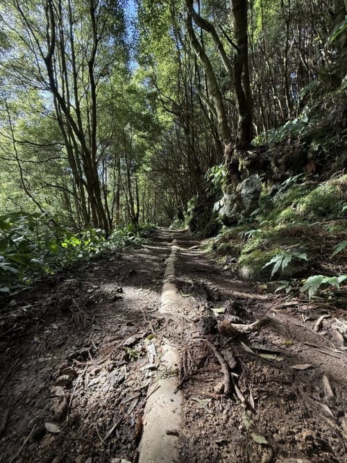 Trilha de caminhada na floresta da Villa Golden Mermaid em Ribeirinha, Portugal com árvores altas e rochas cobertas de musgo