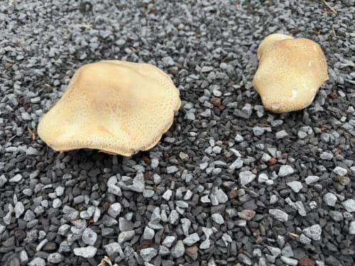 Dois cogumelos pálidos sobre cascalho na Villa Golden Mermaid, Ribeirinha Portugal