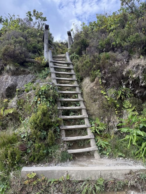 Rustic wooden staircase surrounded by lush vegetation at Golden Mermaid Villa, Ribeirinha
