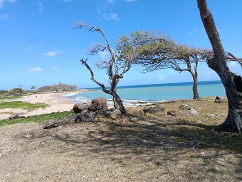 Des arbres noueux encadrent les eaux turquoise de la plage de Filao Cottage à Sainte-Rose, Guadeloupe