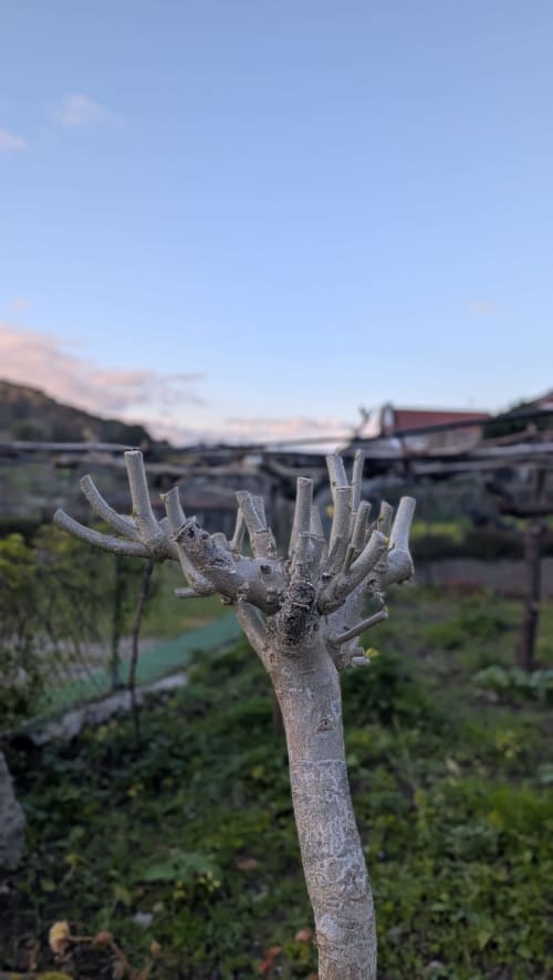 Estaca de madera rústica en la viña de Casa Rural A Bouciña, Hío, España con casona de fondo desenfocada