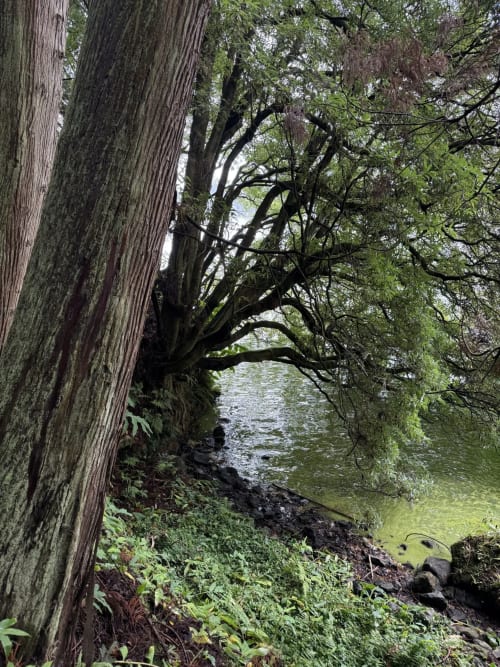 Serene riverside walk at Golden Mermaid Villa, Ribeirinha, with ancient trees and lush greenery