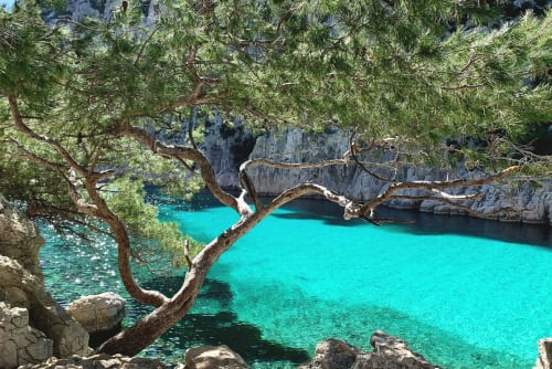 Cala turquesa con pino retorcido y acantilados de piedra caliza cerca de La Penne-sur-Huveaune, Francia