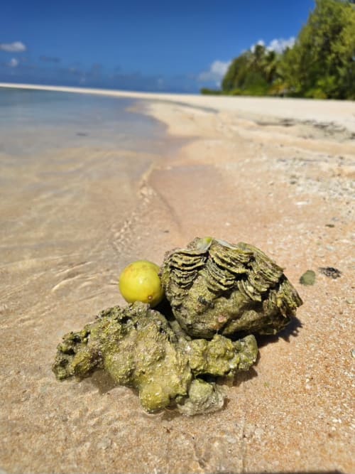 Tropical beach oyster with yellow pearl on sand at Tikehau, French Polynesia
