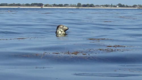 Seal swimming in shallow water near Penmarch, Brittany coastal area by Le Lama Zébré