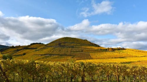 Vignobles dorés d'automne aux collines ondulantes près de l'Hôtel de l'Ange à Niedermorschwihr, France