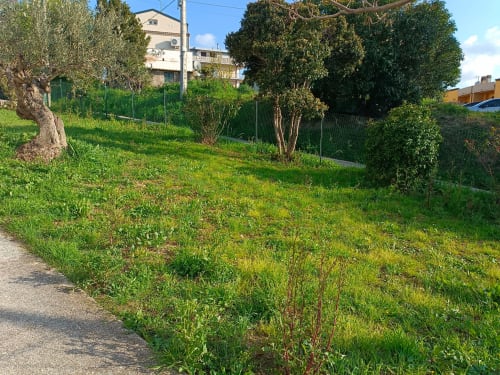 Rigoglioso giardino verde dell'appartamento Tales of Abruzzo ad Atessa, Italia con ulivi e recinto