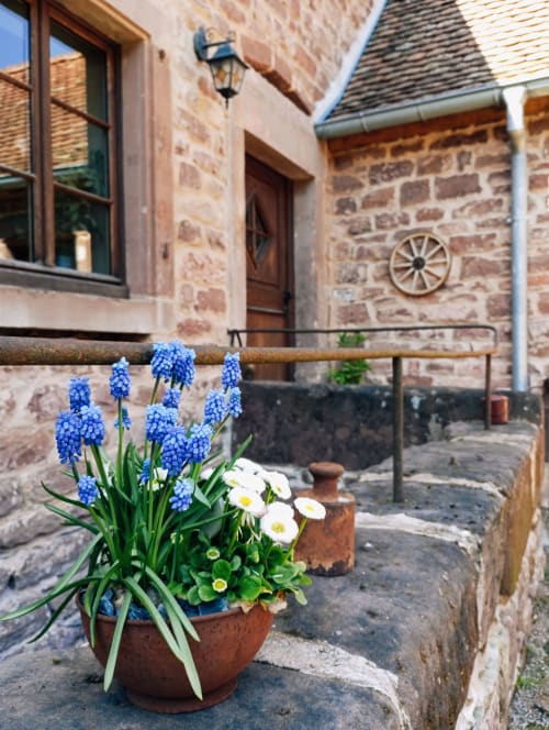 Muscaris bleus et marguerites blanches dans un pot en terre cuite à l'entrée du gîte Paulusmühle à Soucht, France