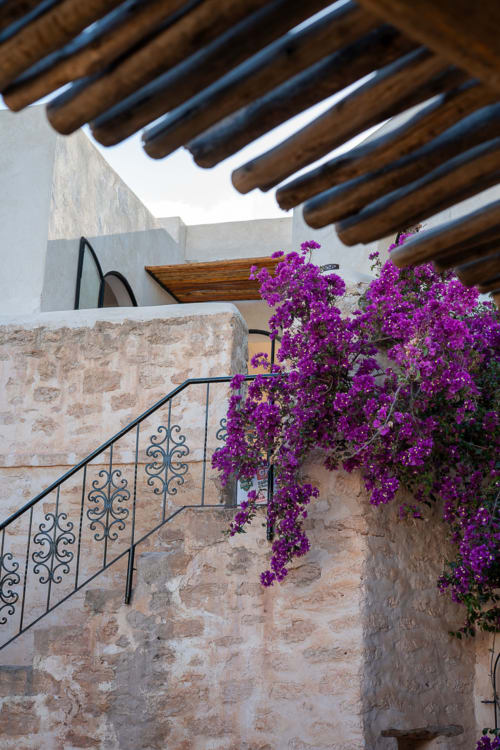 La bougainvillée pourpre cascade le long des murs en pierre du Domaine Belhazar, un charmant gîte à Essaouira aux poutres en bois rustique