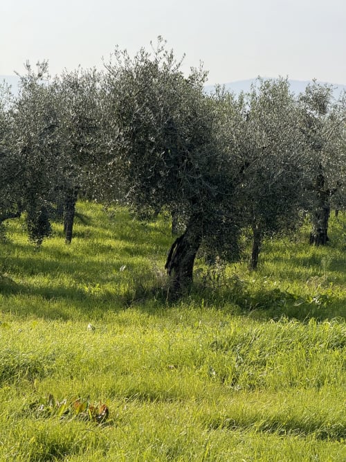 Antico oliveto con tronco nodoso e scuro presso l'Agriturismo San Jacopo a Reggello, Toscana