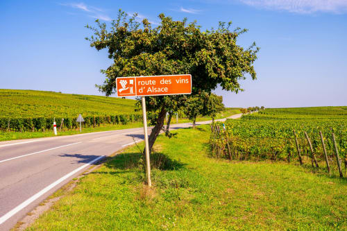 Panneau de la Route des Vins d'Alsace près de Niedermorschwihr avec vignobles et arbre sous ciel bleu