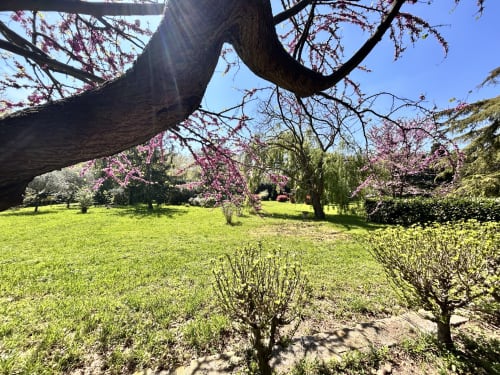 Jardin luxuriant de la Conciergerie Maurin à Arles avec arbres en fleurs roses et pelouse verte sous ciel bleu