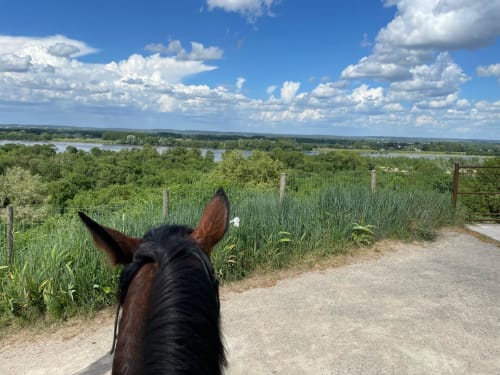 Horse's head overlooking green fields and river near Les Gîtes d'Amélie in Morton, France