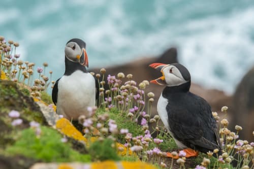 Deux macareux parmi les fleurs sauvages surplombant les falaises côtières près de Trévou-Tréguignec, Bretagne