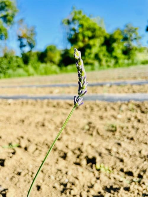 Wildflower blooming in rural Tuscany field at Agriturismo CasaViva near Pozzo della Chiana