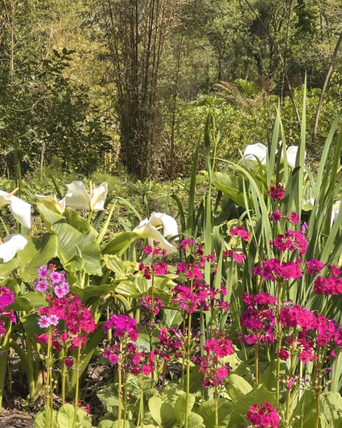 Fleurs magenta éclatantes et lys blancs dans le jardin de La Maison 1903, Trévou-Tréguignec