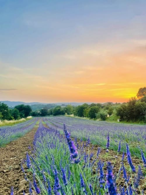 Lavender field at sunset near Agriturismo CasaViva in Pozzo della Chiana, Italy
