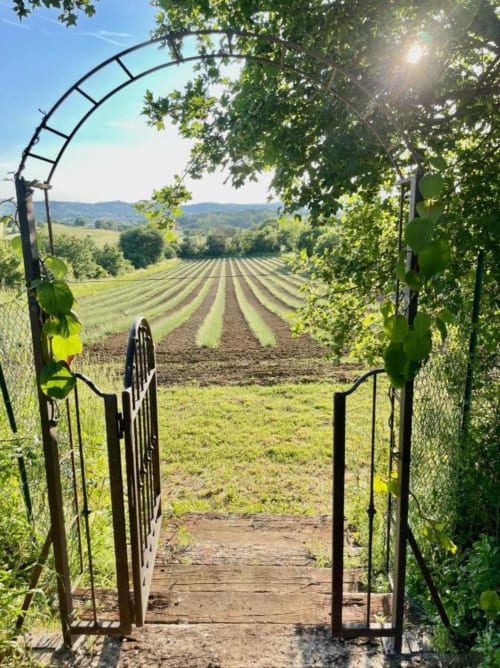 Garden gate opening to rolling fields at Agriturismo CasaViva in Pozzo della Chiana, Tuscany, Italy