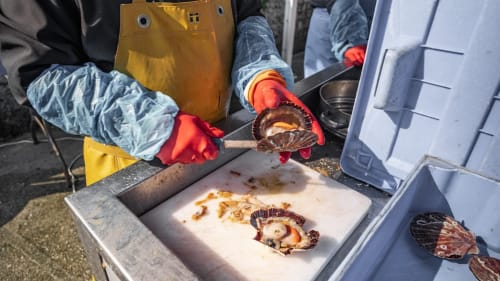 Pétoncles frais triés et mesurés lors de la récolte de fruits de mer à Trévou-Tréguignec, Bretagne