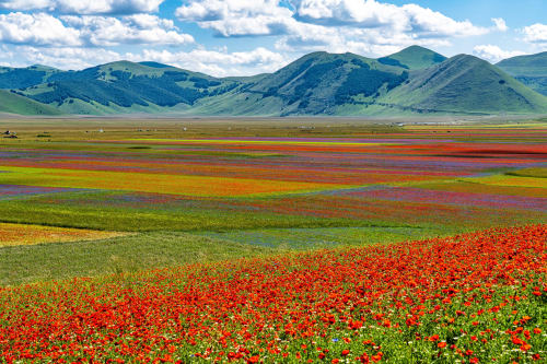 Campi di fiori selvatici vibranti con papaveri rossi e montagne vicino a Villa Andreina, Sarnano, Italia