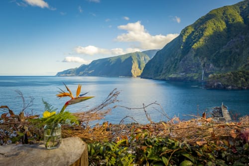 Penhascos costeiros tropicais com vista para águas turquesas perto de Funchal, Portugal, com flores exóticas em primeiro plano