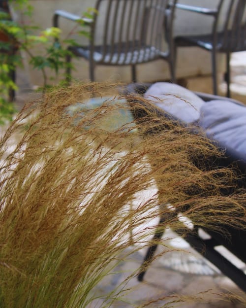Golden ornamental grass on garden terrace at EppyTime Rome apartment with outdoor seating