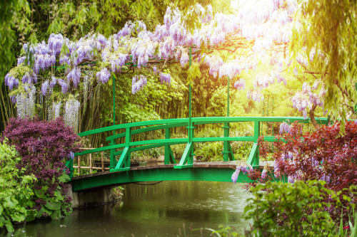 Pont vert enjambant un bassin entouré de glycines en fleur au jardin de Giverny