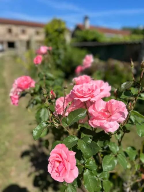 Rosas rosas floreciendo en el jardín del hotel O Lagar De Jesus en Padrón, España