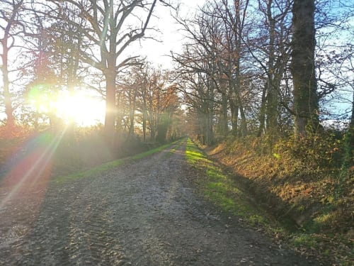 Tree-lined gravel path at sunrise, Domaine de Beau Site in Peyrat-de-Bellac