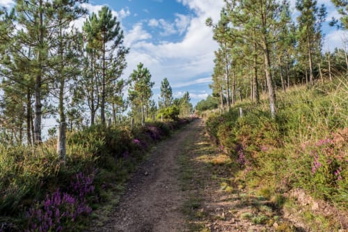 Rural dirt path lined with purple flowers and pine trees near O Lagar De Jesus hotel in Padrón, Spain