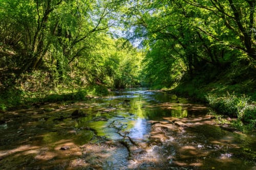 Tranquillo ruscello nel bosco di Campagnano di Roma con alberi lussureggianti e acqua che scorre