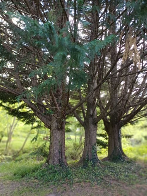 Allée bordée d'arbres à La gite des mousquetaires, Lanne en Barétous, France
