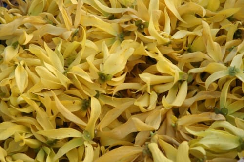 Fleurs jaunes séchées aux tiges vertes, détail botanique exposé à la guest-house Kaz Kafe à Mamoudzou