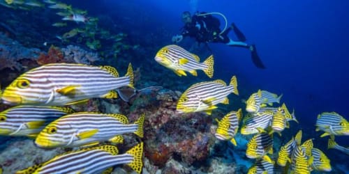 Banc de poissons tropicaux jaunes et noirs nageant près d'un récif corallien avec un plongeur en arrière-plan