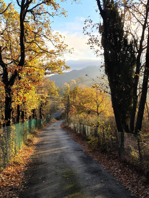 Strada rurale fiancheggiata da alberi con fogliame autunnale che conduce verso le montagne, B&B Monte Adone a Monzuno
