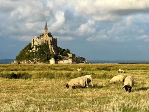 Ovejas pastando en pradera con el castillo de Mont-Saint-Michel al fondo, Casa Rural Les Vieilles Digues, Beauvoir