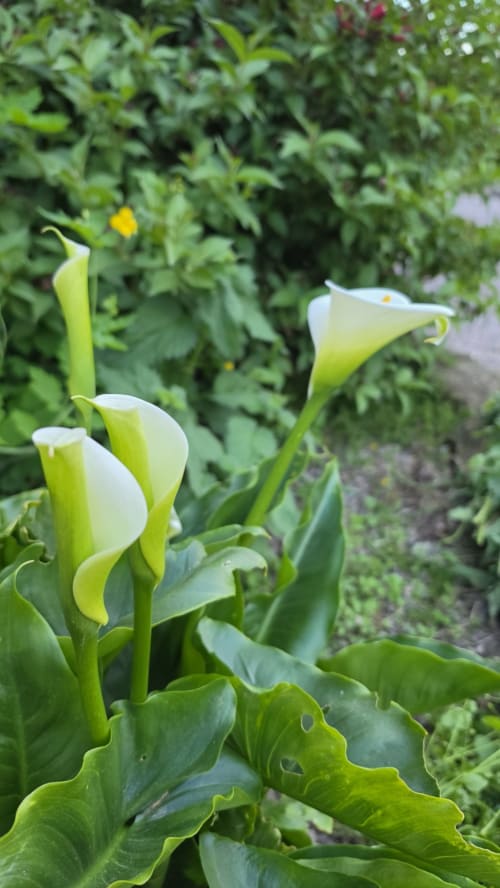 Les callas jaunes et blanches en fleur au jardin de la maison d'hôtes Les instants volés à tudeils