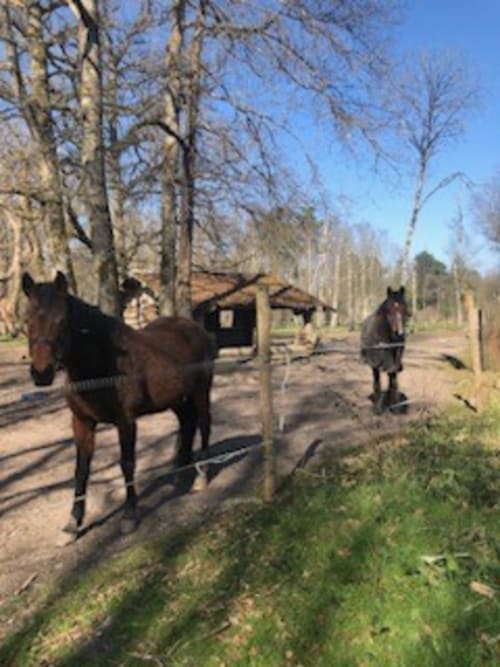 Three chevaux noirs dans une allée bordée d'arbres au domaine rural des M*songères dans la vallée de la Loire