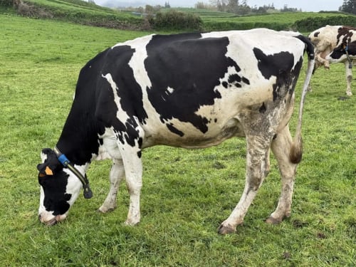 Black and white dairy cow grazing in green pasture at Golden Mermaid Villa, Ribeirinha Portugal