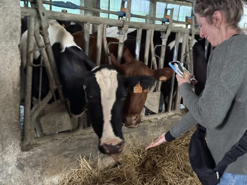Woman interacting with dairy cows in barn at Golden Mermaid Villa agritourism experience in Ribeirinha, Portugal