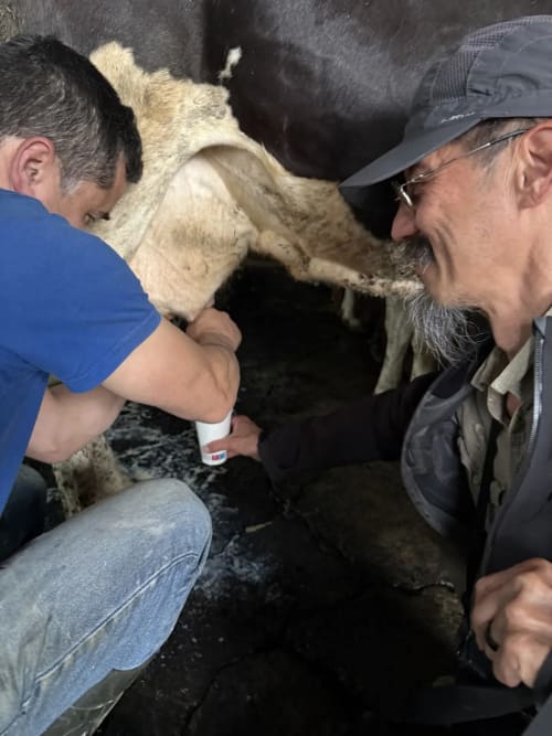Two men bottle-feeding a young goat at Golden Mermaid Villa, a rural retreat in Ribeirinha, Portugal