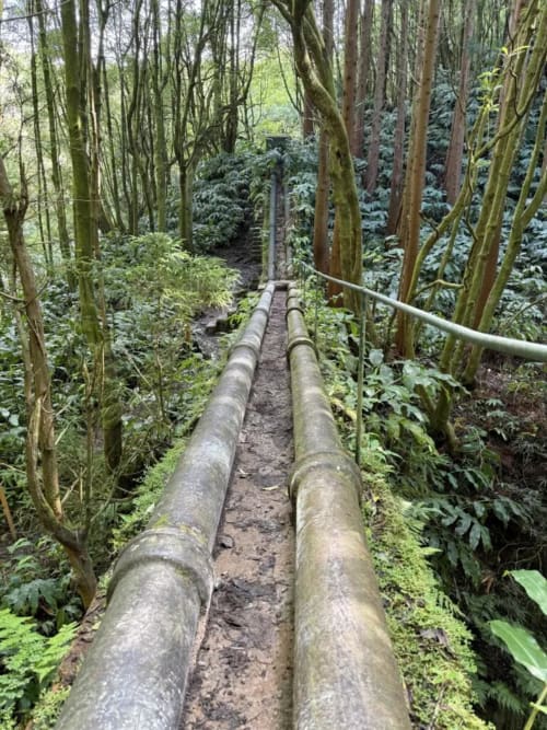 Trilha na floresta com antigos tubos de madeira na Vila Sereia Dourada, Ribeirinha Portugal