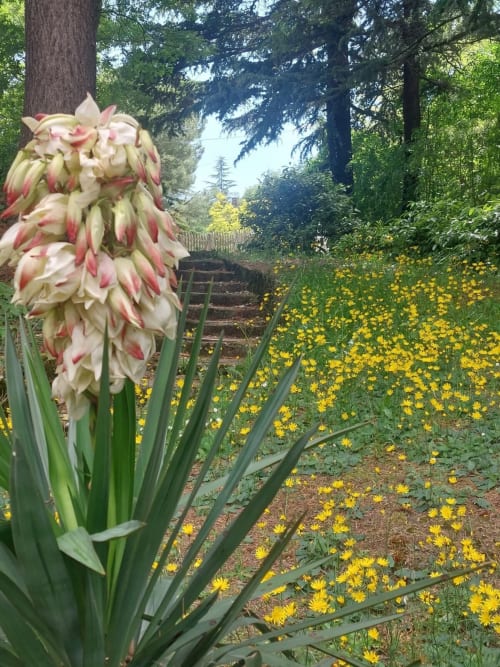 Jardin en pente du Palazzo Losio avec épis floraux rose-rouge en fleur et fleurs sauvages jaunes, Piémont Italie