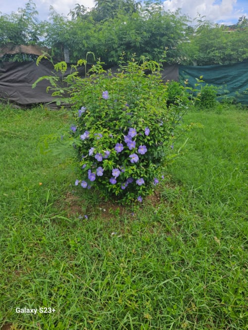 Plante à fleurs violettes dans le jardin luxuriant du gîte Kaz Kafe, Mamoudzou