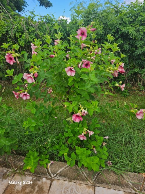 Pétunias roses en fleur dans le jardin du Kaz Kafe à la maison d'hôtes Mamoudzou, entourés d'un feuillage luxuriant