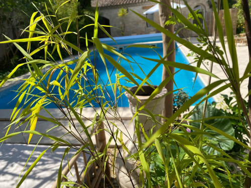 Des plants de bambou encadrent la piscine bleue du Patio aux Oiseaux, une chambre d'hôtes à La Ciotat, France
