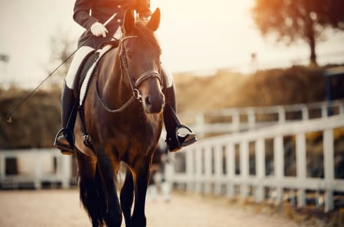 Equestrian rider on brown horse at Casa Sibarita, Rafelguaraf, with white fence arena in background